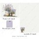 Lavender - Potted Lavender 2