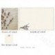 Lavender 1 2025