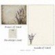 Lavender 3 2025