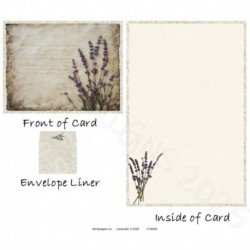 Lavender 3 2025