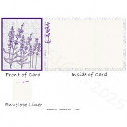 Lavender 6 2025