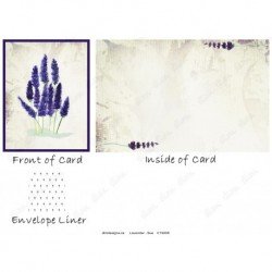 Lavender - Sue